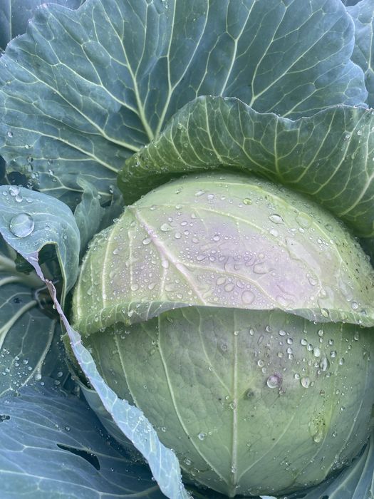 Зеле Чиърс 0.60ст  за количество