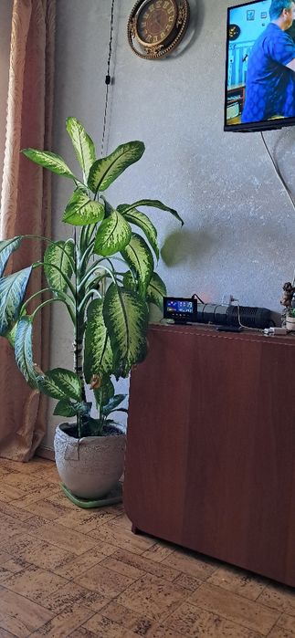 Продам комнатные цветы