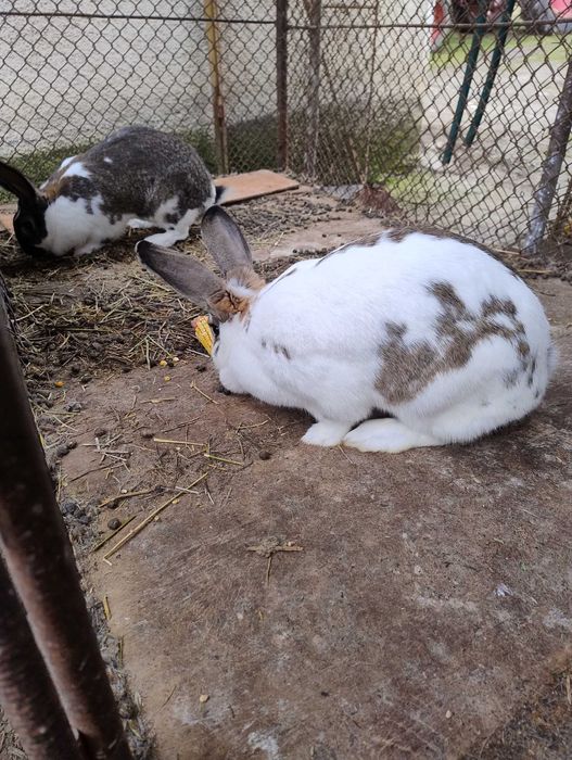 Vând iepuri de casa