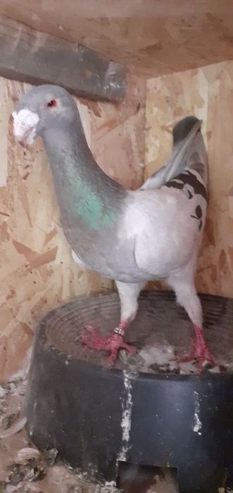 Vând porumbei germani de frumusete