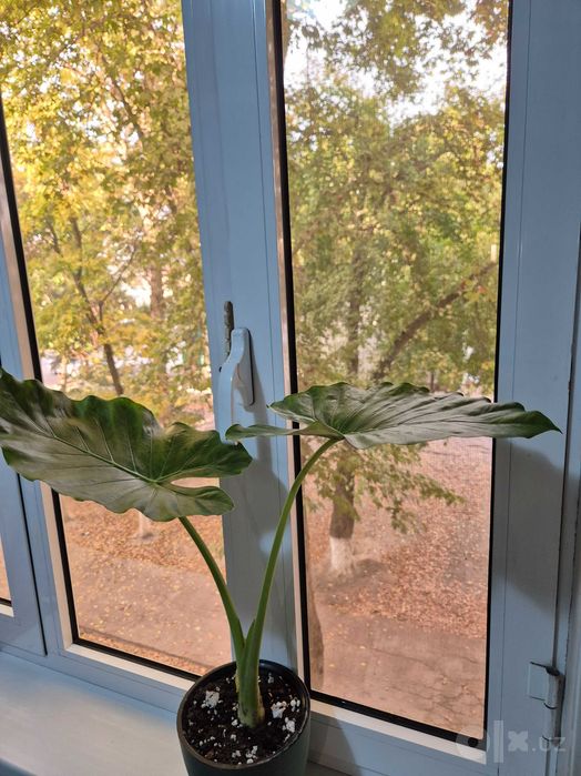 Продаётся Алоказия.