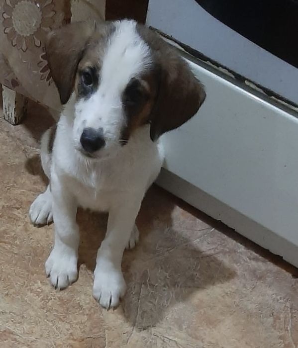 Щенки в добрые руки