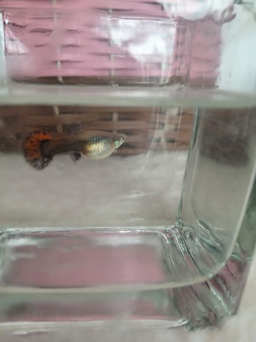 Vând guppy, poecilia reticulata