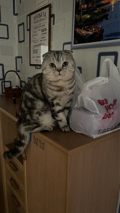 Кот ищет кошечку. Ұрғашы қажет. Сатылмайды!!!