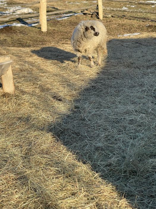 De vanzare oi si miei