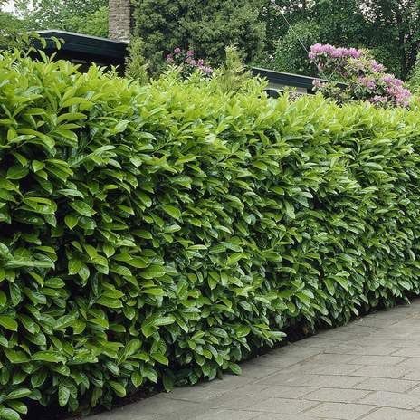 Laur Englezesc (Gard Viu )