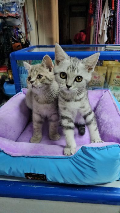 Котята шотландские