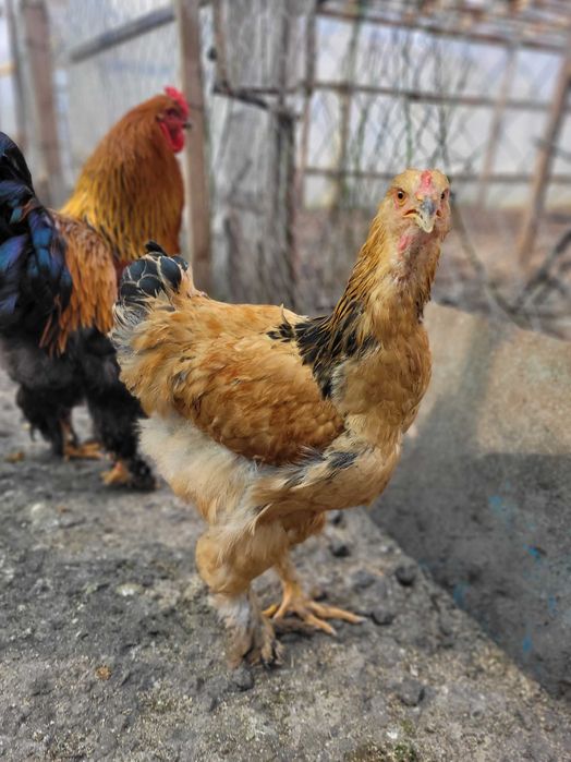 Cocoșei Brahma Diferite culori