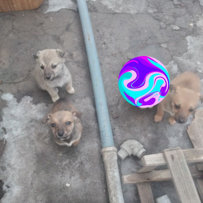 Отдам щенков бесплатно