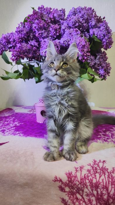 Котята  Мейн-кун