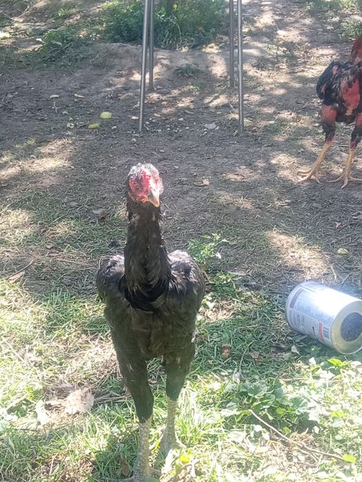 Продам дакан чамак
