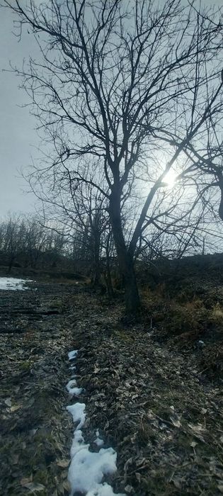 Yongoq darahti sotiladi 4 tup aylanasi 2m .1.90.shu atrofida hammasi