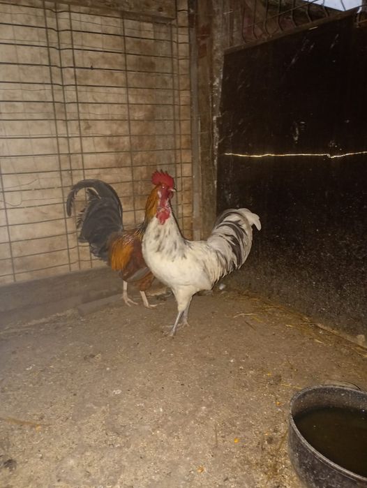 Cocoșei pitici 5 buc