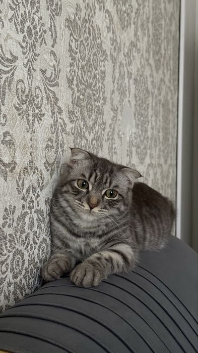 Шотландская кошечка