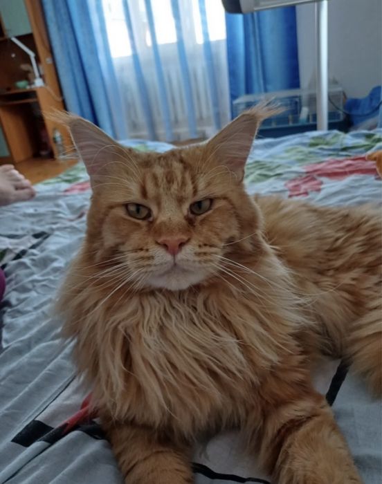 Мейн Кун котик мальчик