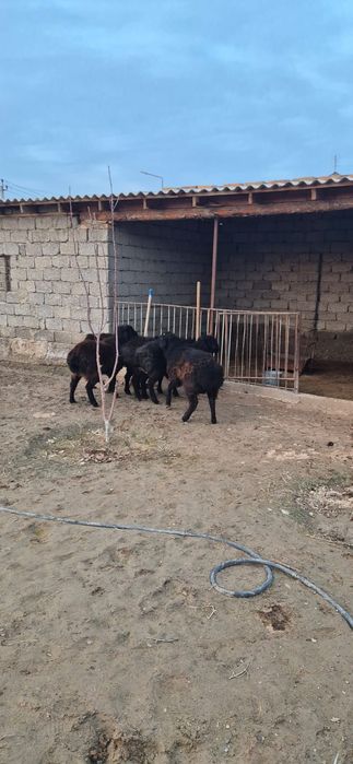 Қошқарлар сатылады