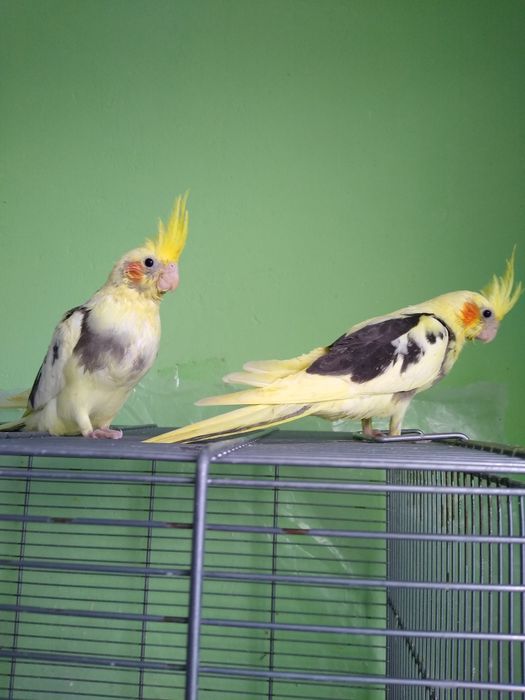 Папагали  Корели