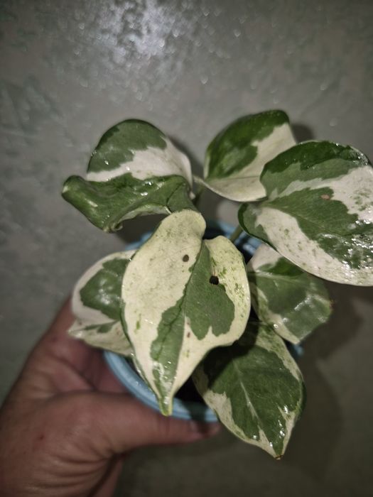 Домашние растения