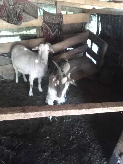 Vând doua capre, 600 lei ambele