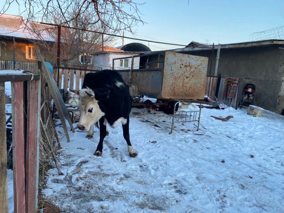 Продается стельная дойная корова