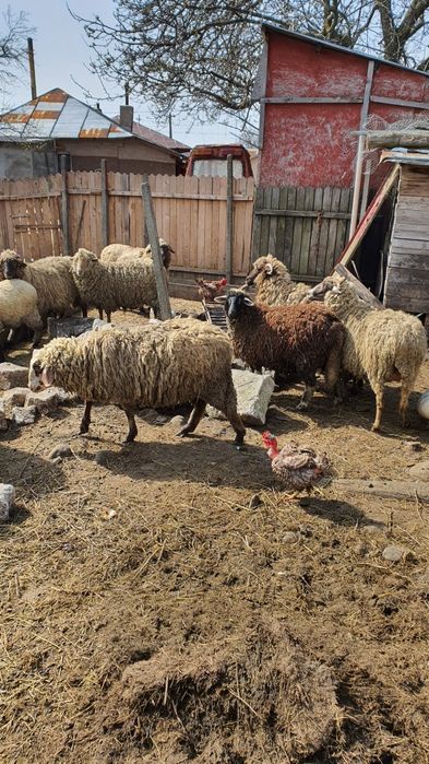 oi de vinzare un berbec zece oi si 3melute