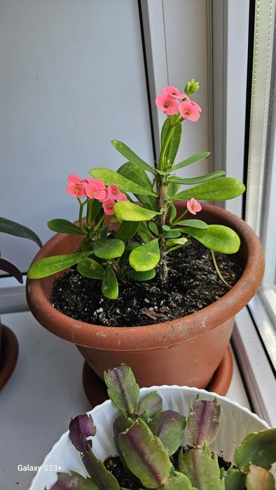 Камнатные растения