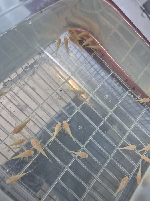 Коридорасы альбиносы