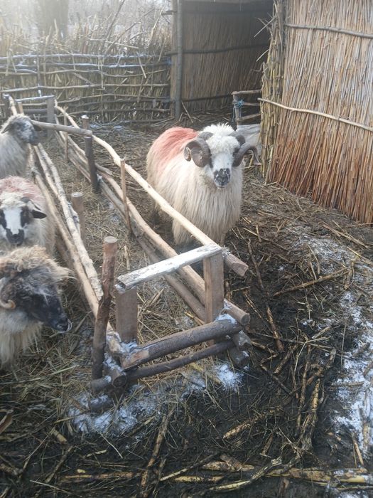 Vind berbec sau schimb pe 2 noatini