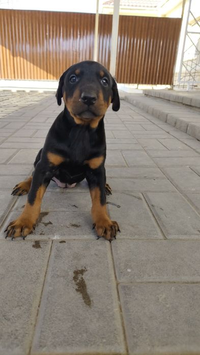 Продам щенков породистые