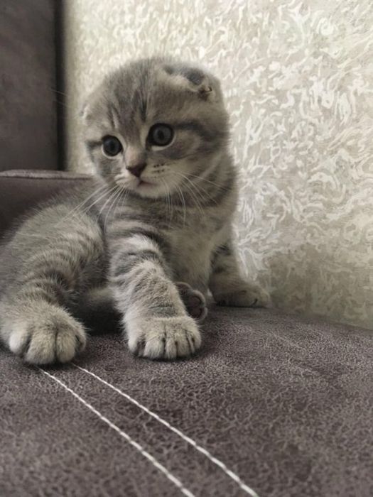 Котята чисто кровные