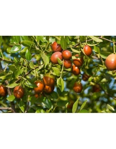 Pomi Exotici (Curmal Chinezesc )