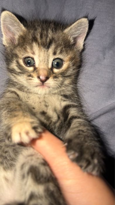 Отдам котят котята ищут дом