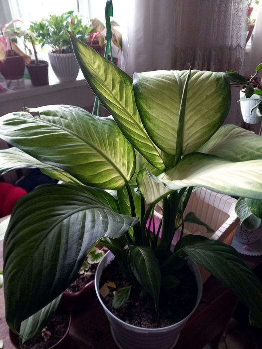 Энг сара гуллар бизда