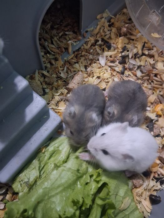 Отдам хомячков даром