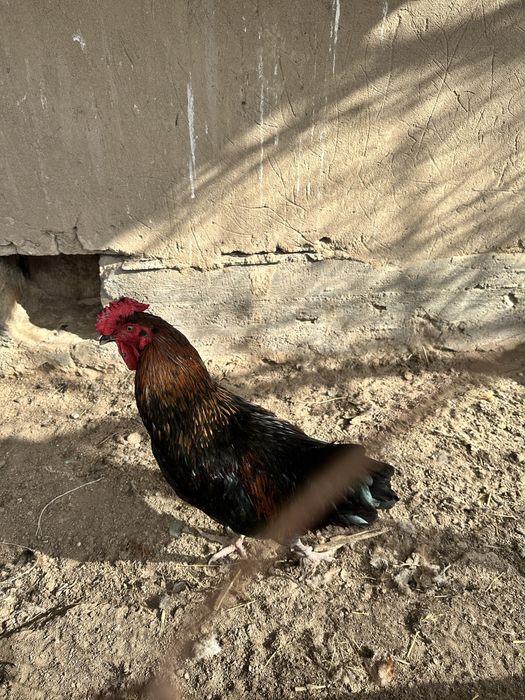 Қораздар сатылады