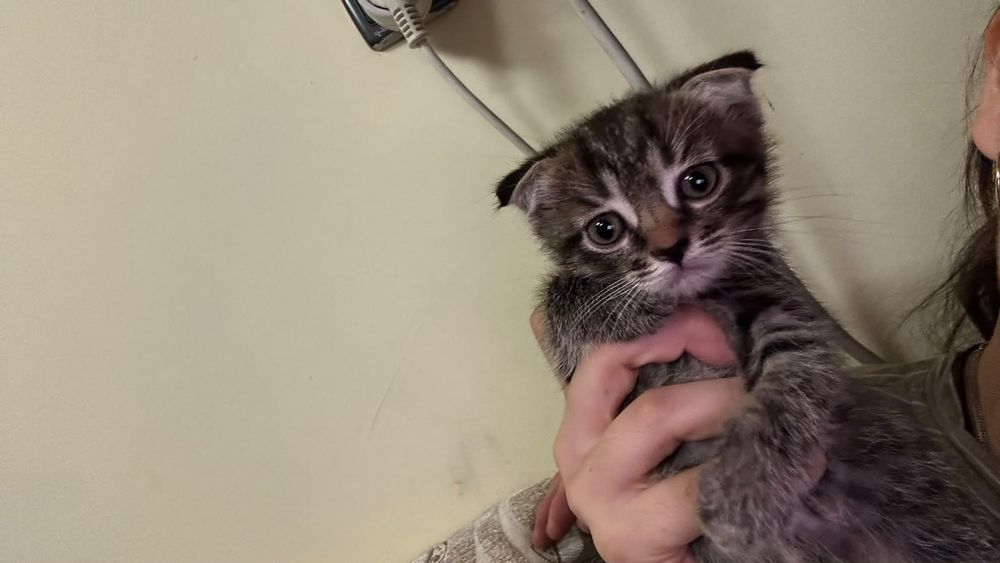 Котята.Отдам в хорошие руки