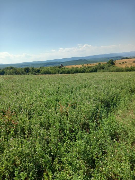 Teren de vânzare Ilisesti  în apropierea căminului de bătrâni