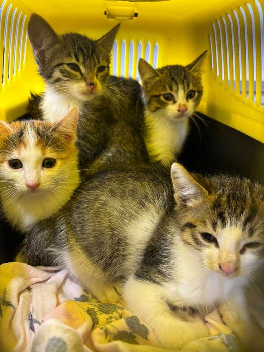 Котета на 2-3 мес. в София