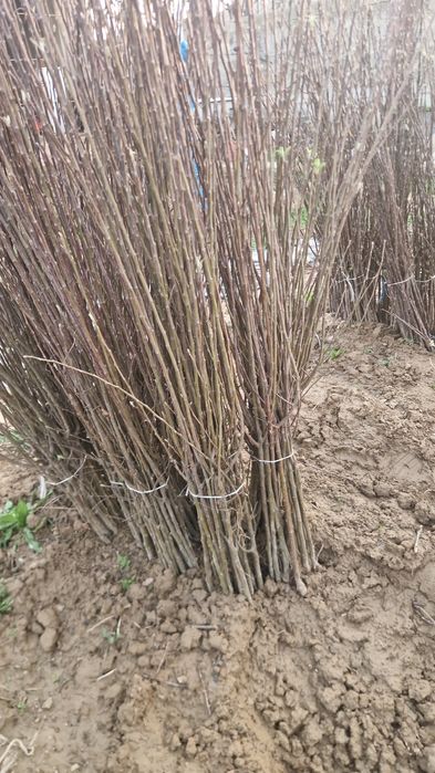 Саженцы ассортимент