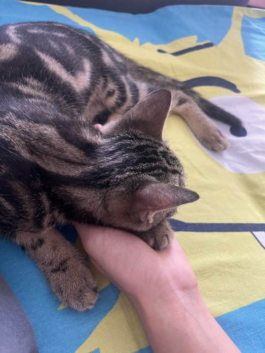 Продаю ласкового котика