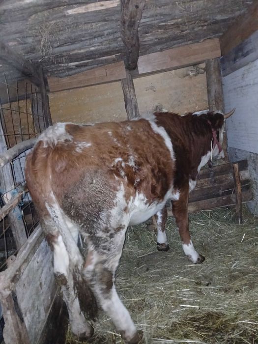 Vand juninca baltata