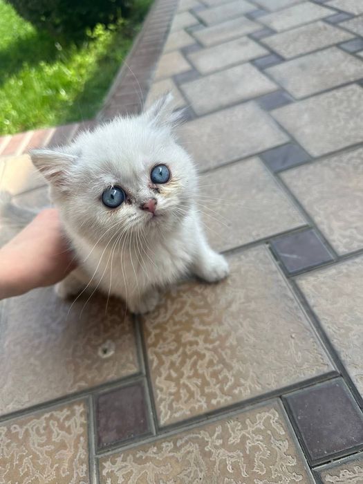 Британская Шиншилла shinshilla / shinshila Шиншила