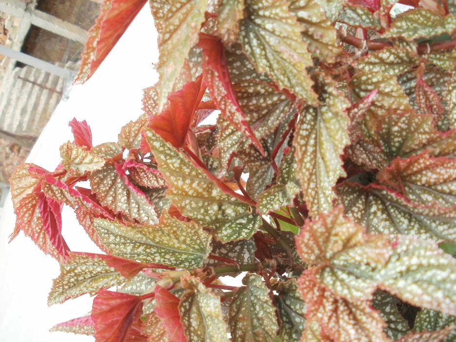 Продавам цветя бегонии Тамая - големи