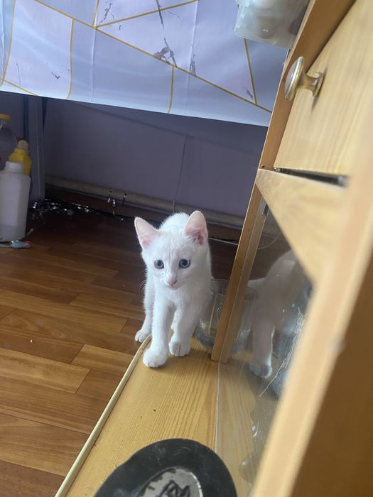 Милые котятки в добрые руки!!!