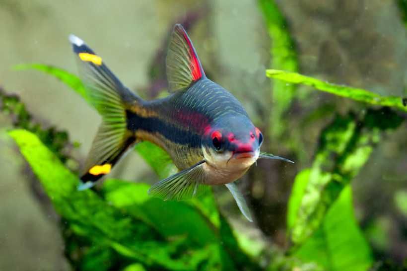 Барбус Денисони в Аква-Зоо Салоне “Посейдон”