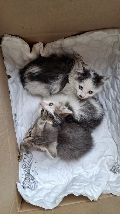 Отдам котят $$$$