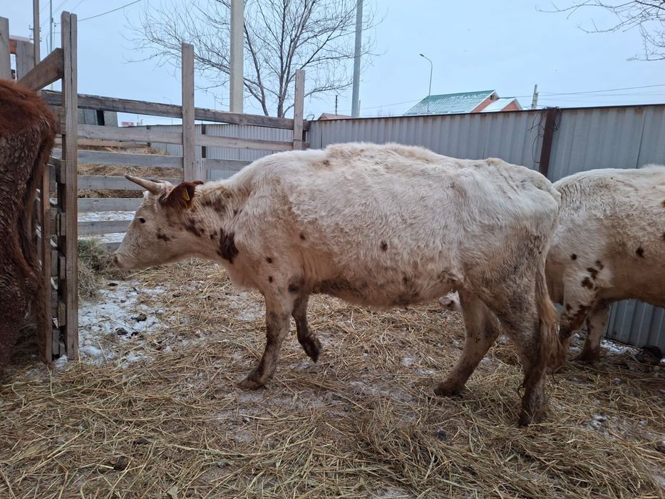 Сиырлар сатылады