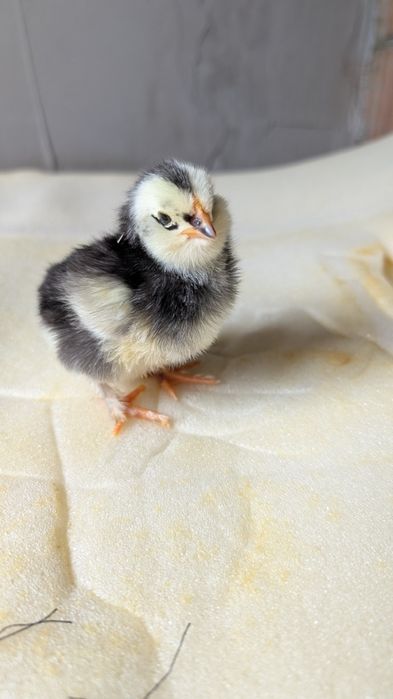 Pui țărănești,barbosi