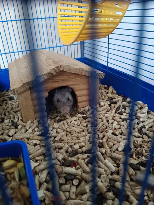 Декоративная крыса