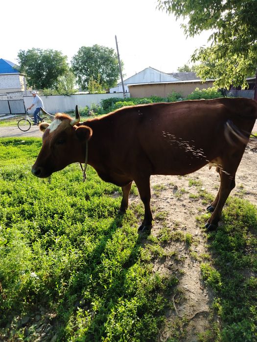 Продам дойную корову